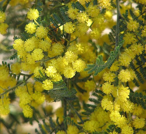 Wyalong wattle: Acacia cardiophylla (cultivated, labelled) Royal Botanic Gardens, Cranbourne, Victoria, Australia
