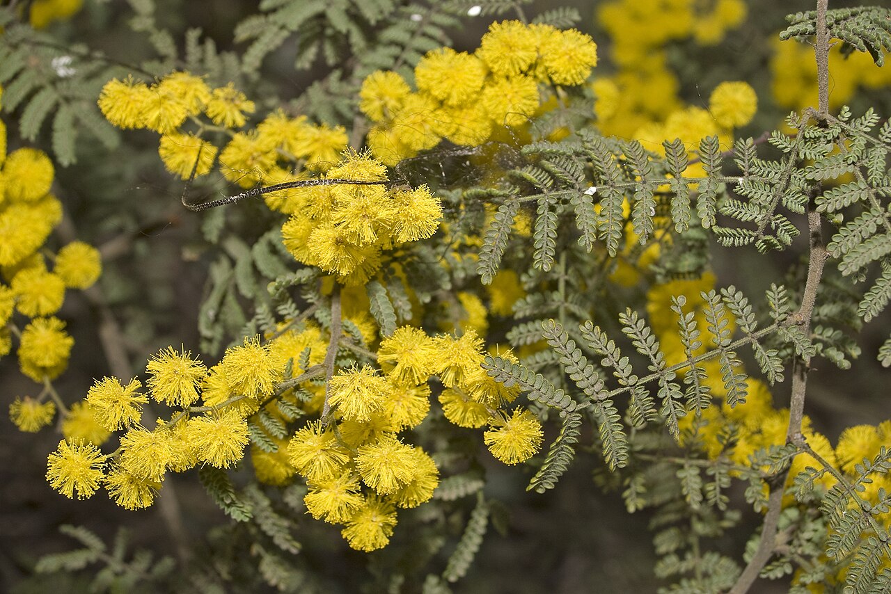 Wyalong wattle: West Wyalong ( Acacia cardiophylla ) photographed in Wagga Wagga, New South Wales.