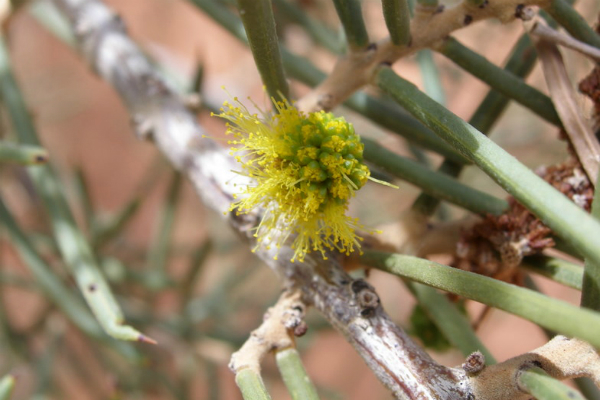 Acacia carneorum: Acacia carneorum.