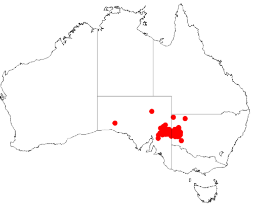 Acacia carneorum: Acacia carneorum Occurrence data from Australasia Virtual Herbarium downloaded from https://doi.org/10.26197/5c0b1388984eb on 8 December 2018