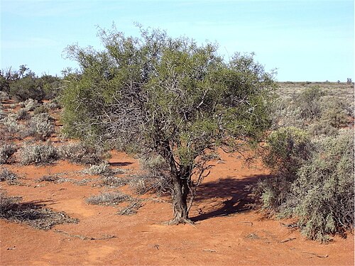 Acacia carneorum: Acacia carneorum in Boolcoomatta Bush Heritage Reserve, South Australia, near Broken Hill