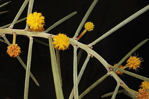 Acacia carneorum: Acacia carneorum in the Australian National Botanic Gardens