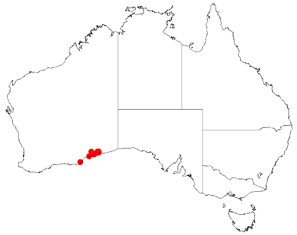 Acacia carnosula: Acacia carnosula Occurrence data from Australasia Virtual Herbarium downloaded from https://doi.org/10.26197/5c0b1388984eb on 8 December 2018
