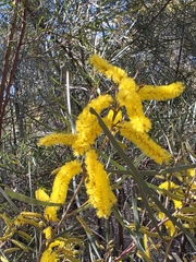 Acacia caroleae (Acacia caroleae)