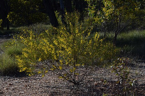 Acacia caroleae: Acacia caroleae 1 km N of Dawson Developmental Road, E of crossing of Nogoa River, in old gravel-scrape area, Queensland
