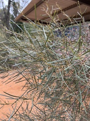 Acacia caroleae (Acacia caroleae)