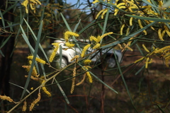 Acacia caroleae (Acacia caroleae)
