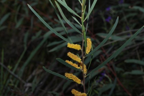 Acacia caroleae (Acacia caroleae)