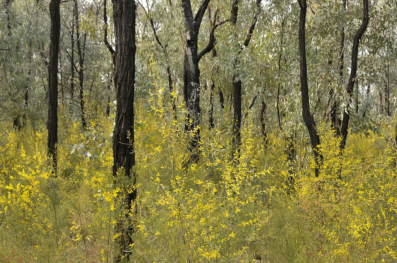 Acacia caroleae: Photo by Hugh Nicholson