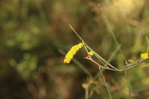 Acacia caroleae (Acacia caroleae)