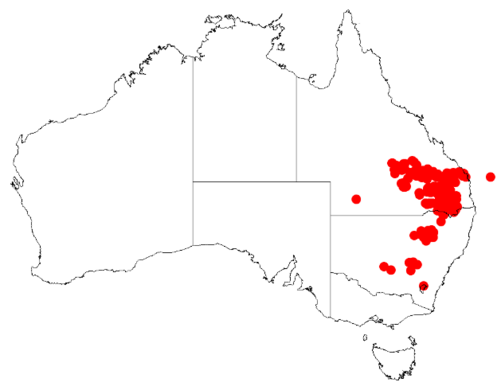 Acacia caroleae: Acacia caroleae Occurrence data from Australasia Virtual Herbarium downloaded from https://doi.org/10.26197/5c0b1388984eb on 8 December 2018