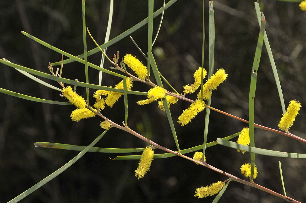 Acacia caroleae: Photo by Hugh Nicholson