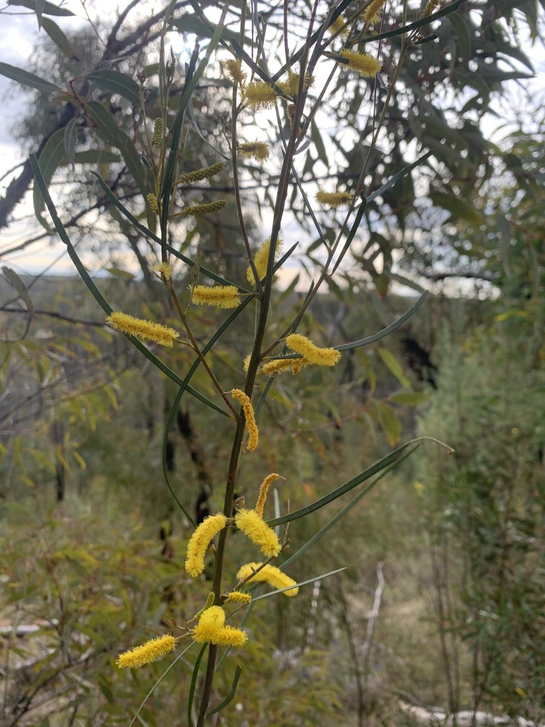 Acacia caroleae (Acacia caroleae)