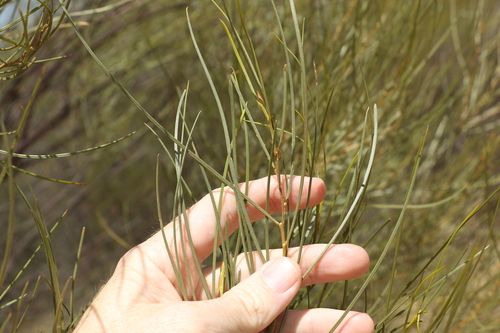 Acacia caroleae (Acacia caroleae)