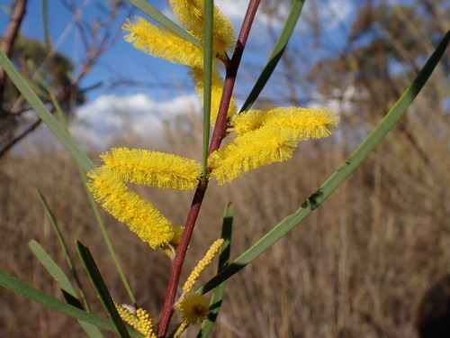 Acacia caroleae (Acacia caroleae)