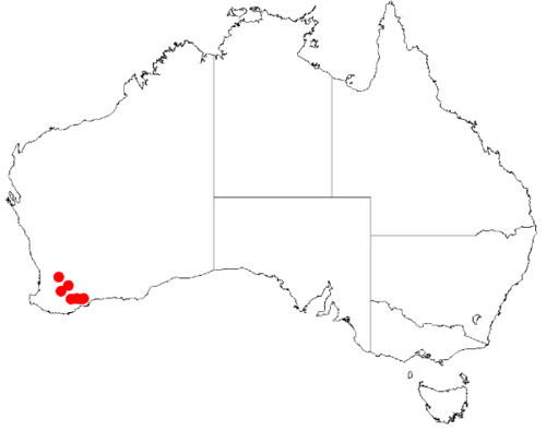 Acacia cassicula: Acacia cassicula Occurrence data from Australasia Virtual Herbarium downloaded from https://doi.org/10.26197/5c0b1388984eb on 8 December 2018