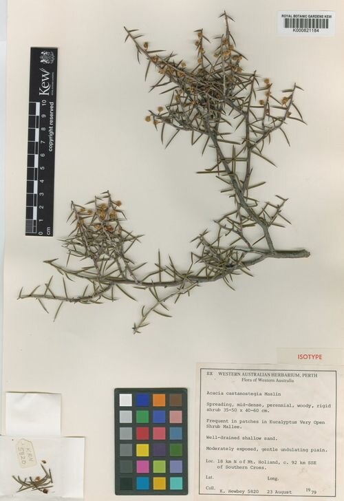 Acacia castanostegia: Preserved specimen of Acacia castanostegia