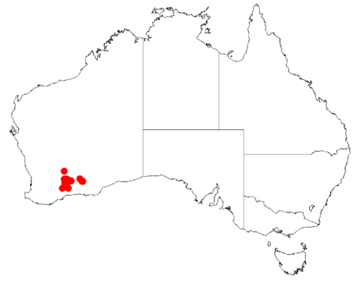 Acacia castanostegia: Acacia castanostegia Occurrence data from Australasia Virtual Herbarium downloaded from https://doi.org/10.26197/5c0b1388984eb on 8 December 2018