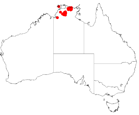 Acacia cataractae: Acacia cataractae Occurrence data from Australasia Virtual Herbarium downloaded from https://doi.org/10.26197/5c0b1388984eb on 8 December 2018