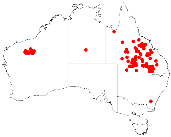 Acacia catenulata: Acacia catenulata Occurrence data from Australasia Virtual Herbarium downloaded from https://doi.org/10.26197/5c0b1388984eb on 8 December 2018