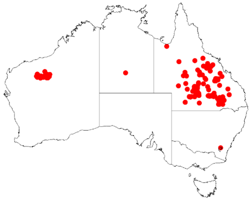 Acacia catenulata: Acacia catenulata Occurrence data from Australasia Virtual Herbarium downloaded from https://doi.org/10.26197/5c0b1388984eb on 8 December 2018