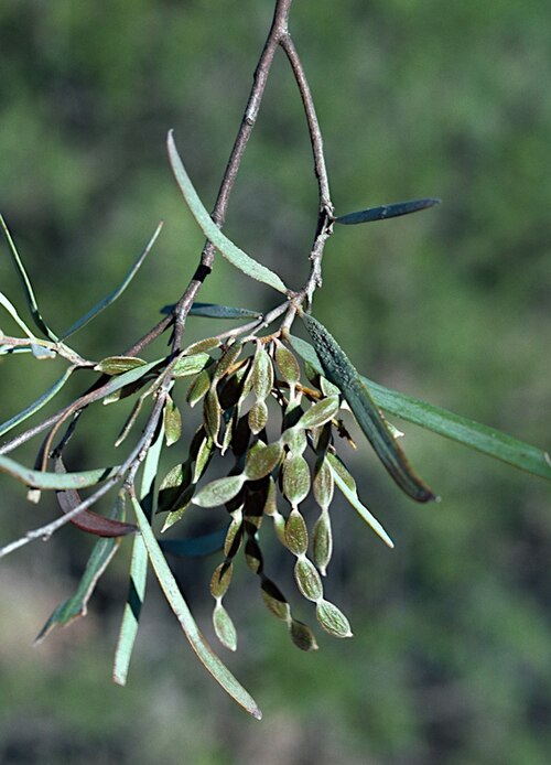 Acacia catenulata: Pods of Acacia catenulata on 'Pingine' Station, north-east of Quilpie, Queensland