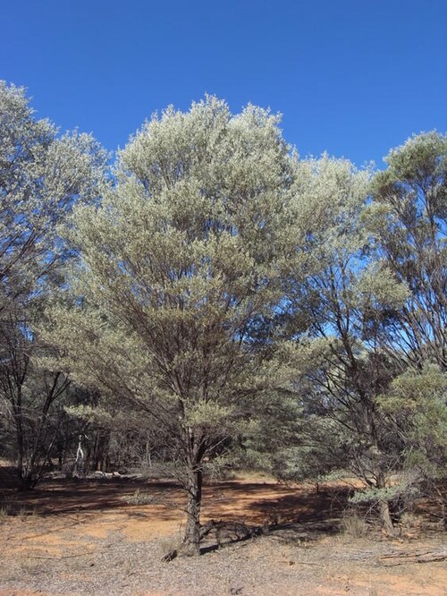 Acacia catenulata: Acacia catenulata in Idalia National Park, about 80 k, west-south-west of Blackall, Queensland