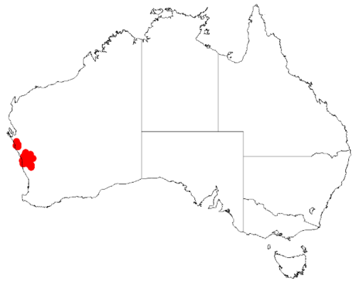 Acacia cavealis: Acacia cavealis Occurrence data from Australasia Virtual Herbarium downloaded from https://doi.org/10.26197/5c0b1388984eb on 8 December 2018