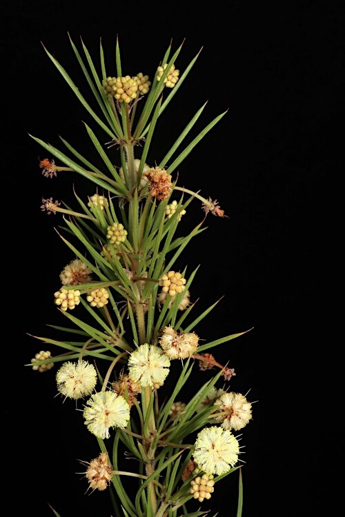 Acacia cedroides: Acacia cedroides in the Australian National Botanic Gardens