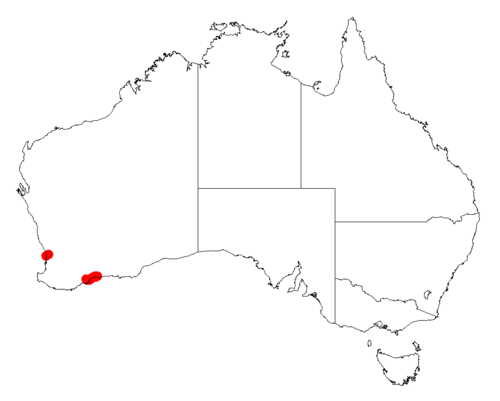 Acacia cedroides: Acacia cedroides occurrence data from Australasian Virtual Herbarium downloaded from https://doi.org/10.26197/5c06138894b on December 8 2018