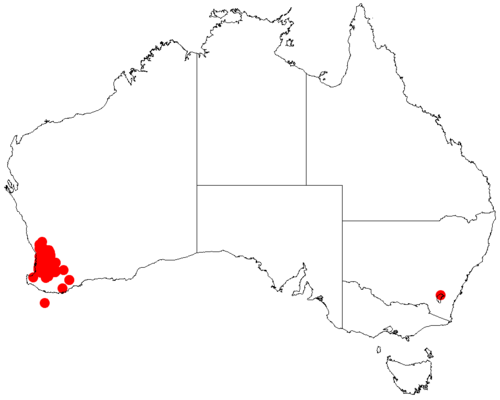 Acacia celastrifolia: Acacia celastrifolia occurrence data from Australasian Virtual Herbarium