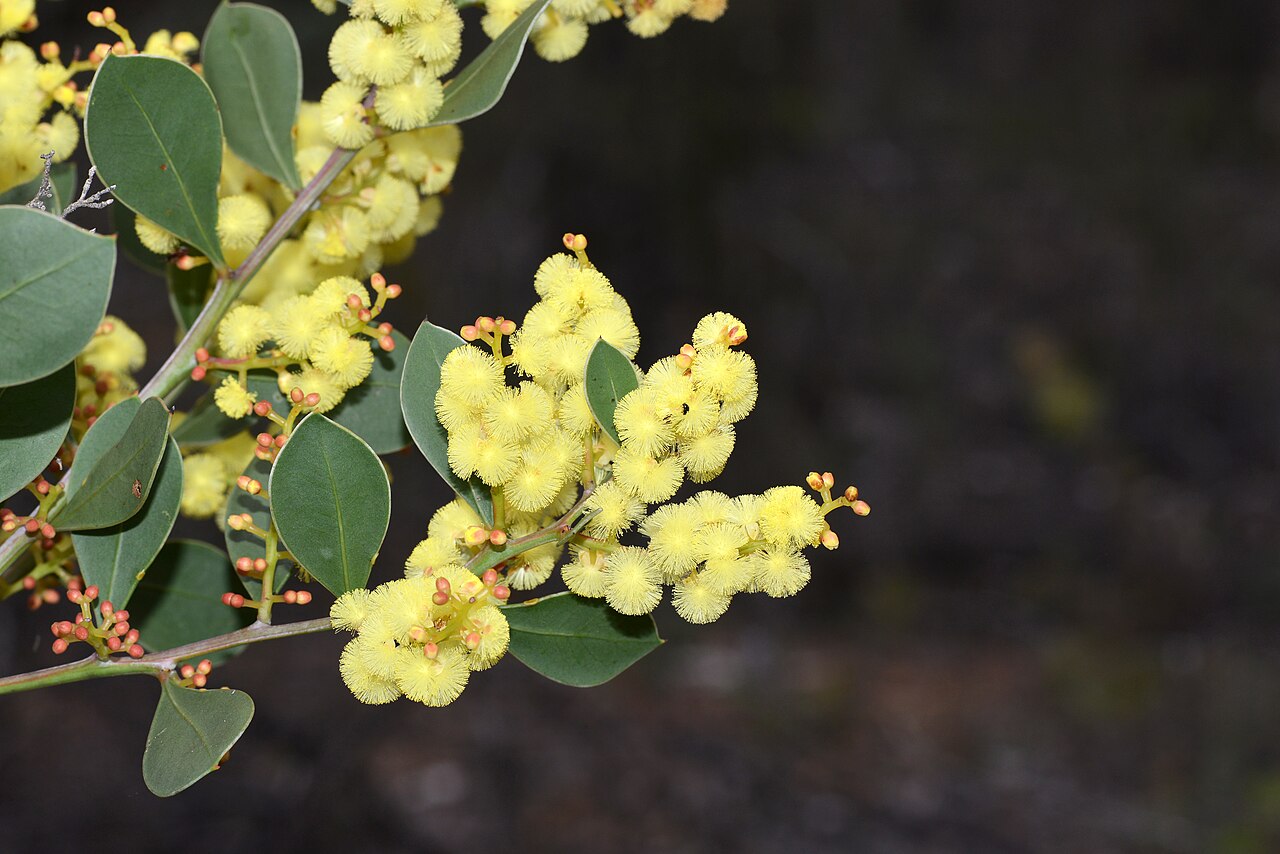 Acacia celastrifolia: Flickr description Acacia celastrifolia is a showy native wattle common to the South West of Western Australia. These one to three metre shrubs are easily spott