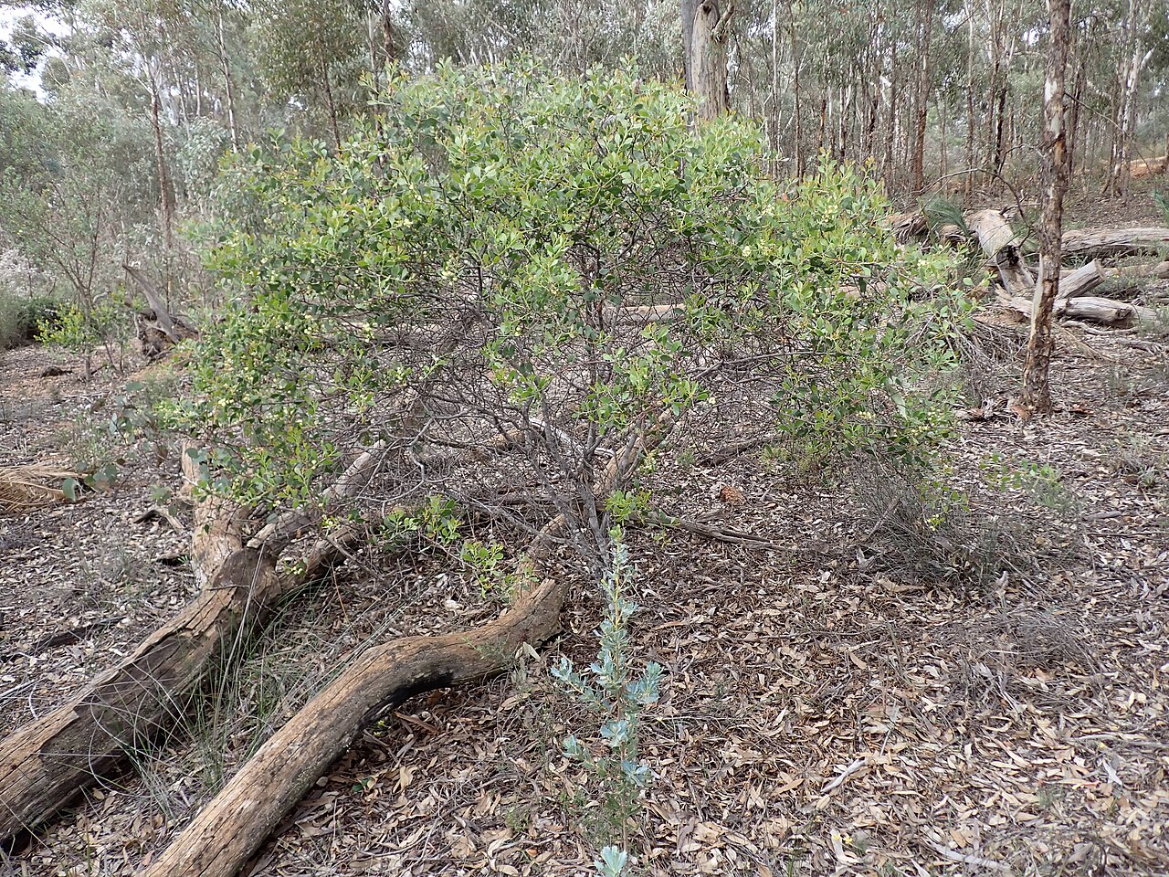 Acacia celastrifolia: Habit of Acacia celastrifolia near Dobaderry Road in Dobaderry Conservation Wetland, part of Wandoo National Park, Western Australia