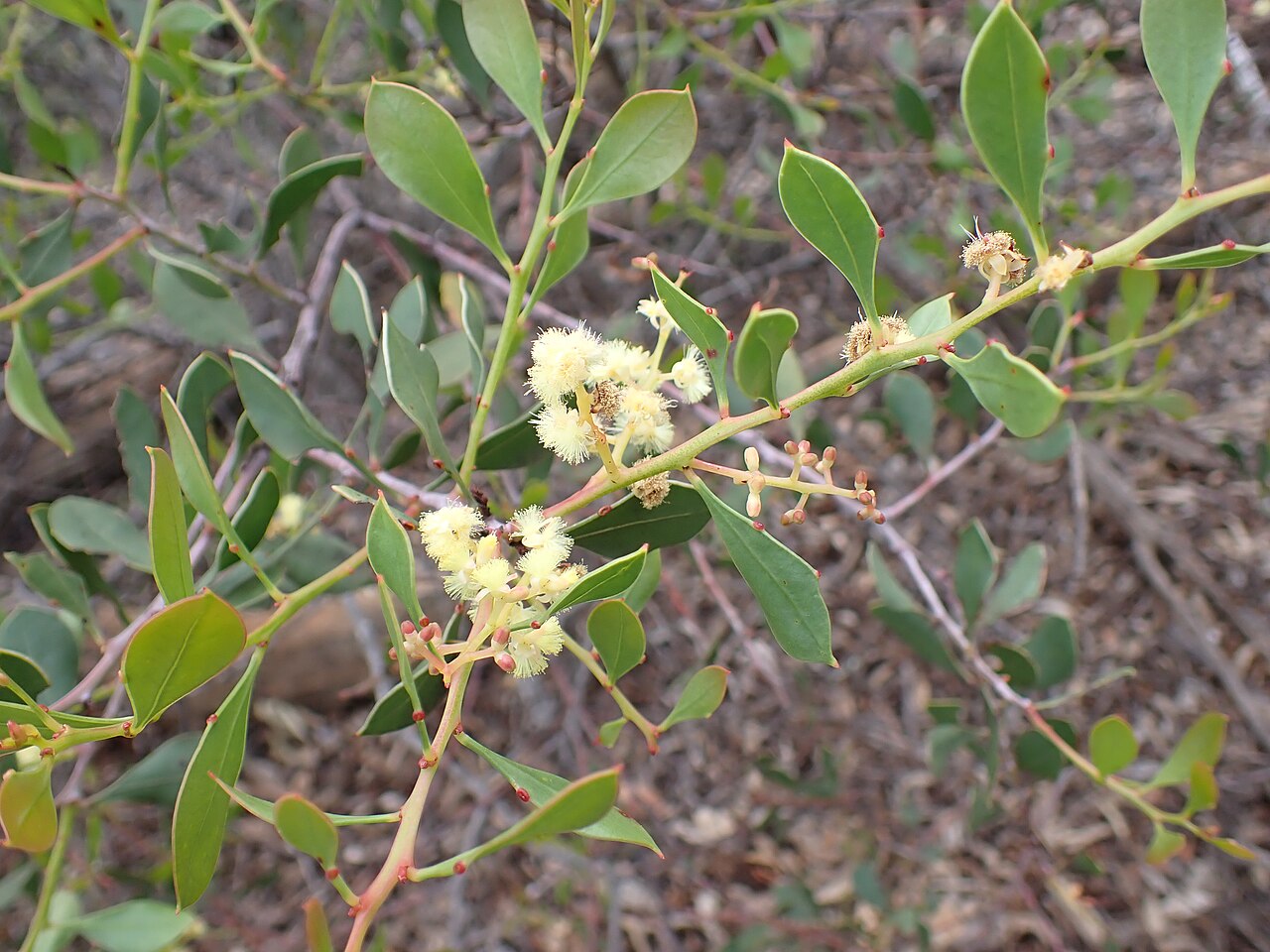 Acacia celastrifolia: Acacia celastrifolia near Dobaderry Road in Dobaderry Conservation Wetland, part of Wandoo National Park, Western Australia