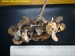 Acacia celsa (Acacia celsa)