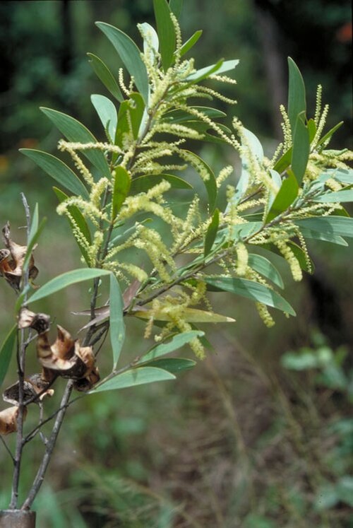 Acacia celsa: Acacia celsa