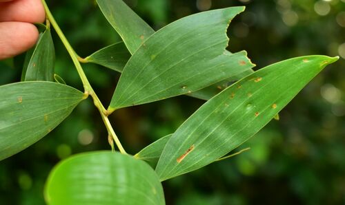 Acacia celsa (Acacia celsa)