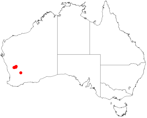 Acacia cerastes: Acacia cerastes occurrence data from Australasian Virtual Herbarium downloaded from https://doi.org/10.26197/5c06138894b on December 8 2018