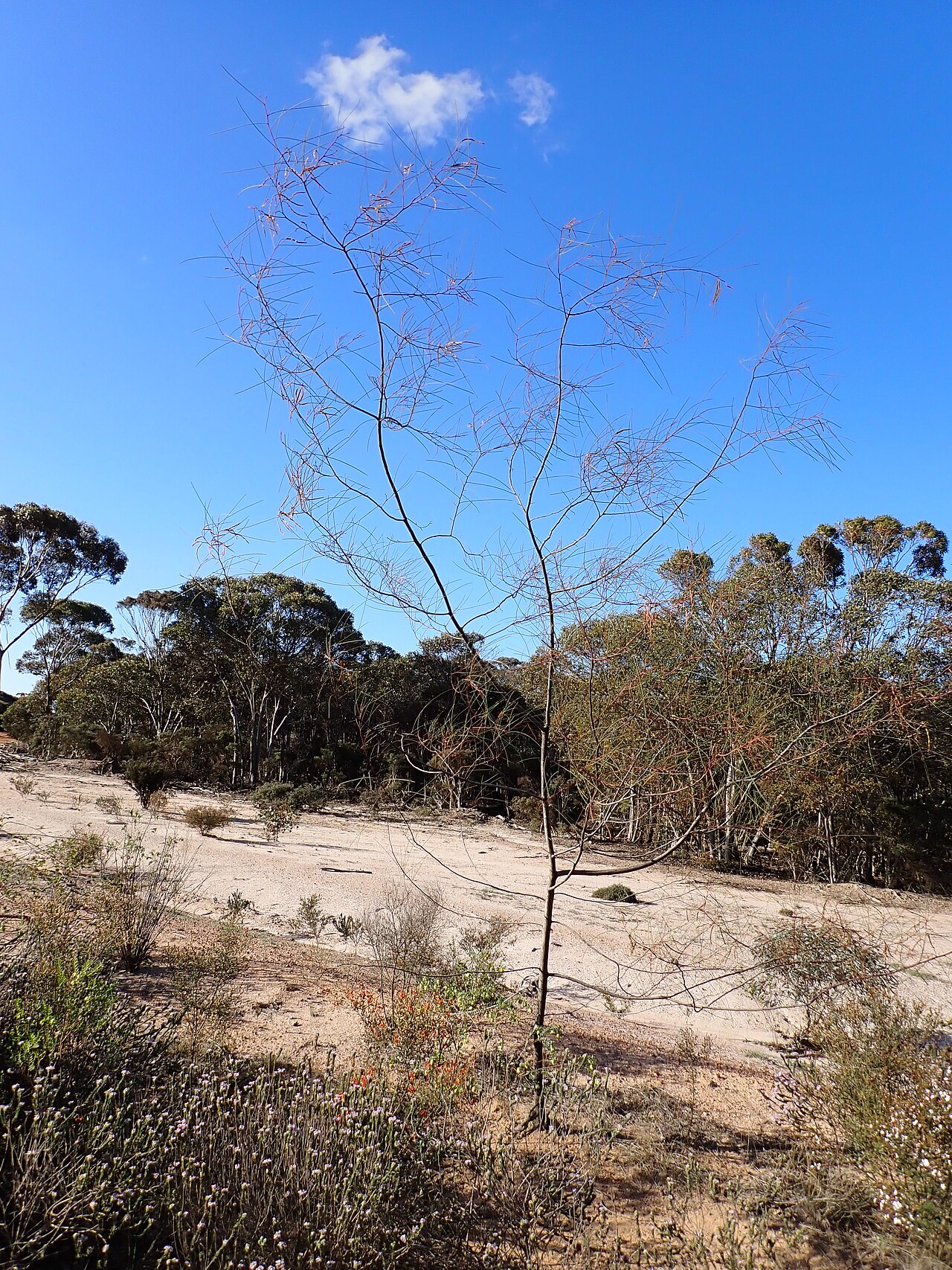 Acacia chamaeleon: Acacia chamaeleon at the corner of Needilup Road North and Townsend Road, east of Pingrup