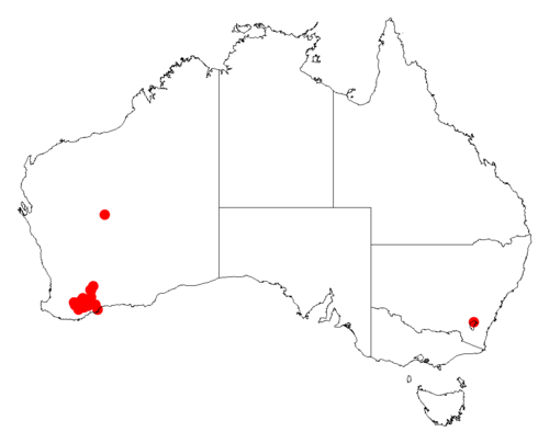 Acacia chamaeleon: Acacia chamaeleon occurrence data from Australasian Virtual Herbarium downloaded from https://doi.org/10.26197/5c06138894b on December 8 2018