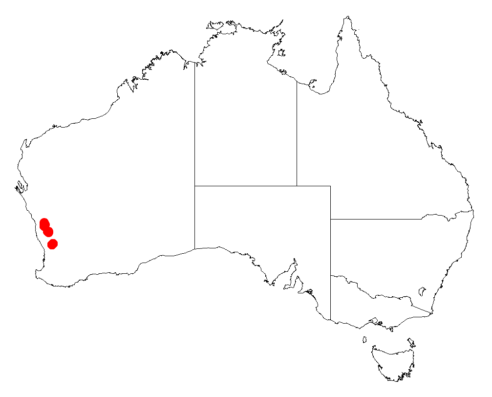 Acacia chapmanii: Acacia chapmanii occurrence data from Australasian Virtual Herbarium downloaded from https://doi.org/10.26197/5c06138894b on December 8 2018