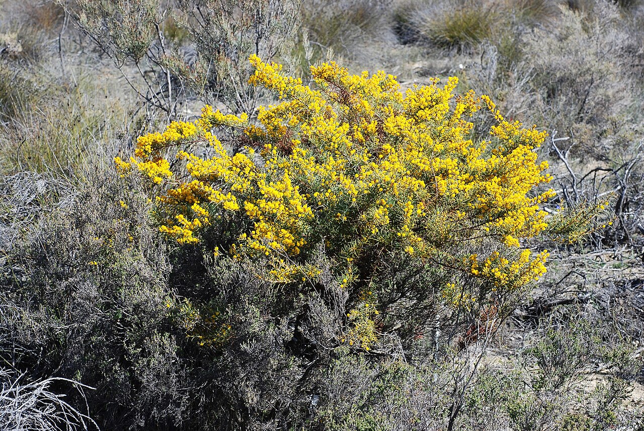 Acacia chapmanii: Acacia chapmanii subspecies australis