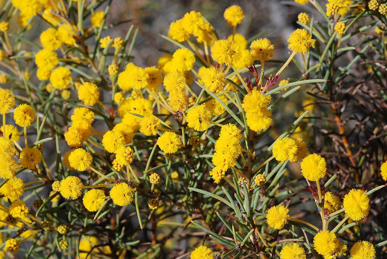 Acacia chapmanii: Grows to 1m tall and flowers August to September. Known only from two locations. Threatened Flora