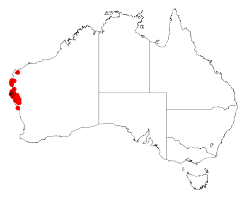 Acacia chartacea: Acacia chartacea occurrence data from Australasian Virtual Herbarium downloaded from https://doi.org/10.26197/5c06138894b on December 8 2018