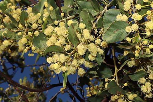Acacia chartacea: Acacia chartacea