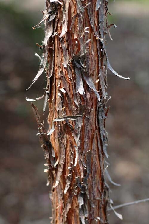 Acacia cheelii: Bark of Acacia cheelii in Mount Annan Botanic Garden
