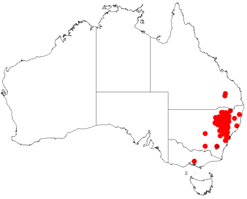 Acacia cheelii: Acacia cheelii occurrence data from Australasian Virtual Herbarium downloaded from https://doi.org/10.26197/5c06138894b on December 8 2018