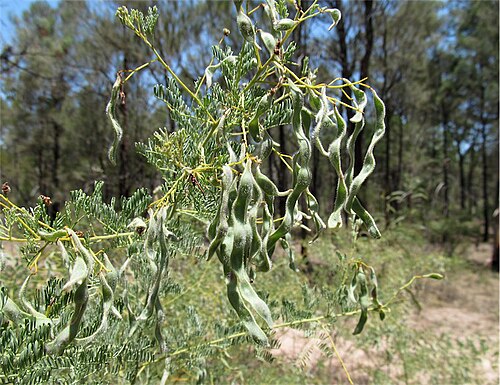 Chinchilla wattle: Fruit of Acacia chinchillensis in Barakula State Forest, about 35 km N of Warrego Highway on Auburn Road., Queensland.