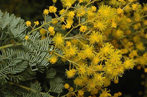 Chinchilla wattle: Acacia chinchillensis in Mount Annan Botanic Garden