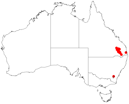 Chinchilla wattle: Acacia chinchillensis Occurrence data from Australasia Virtual Herbarium downloaded from https://doi.org/10.26197/5c0b1388984eb on 8 December 2018